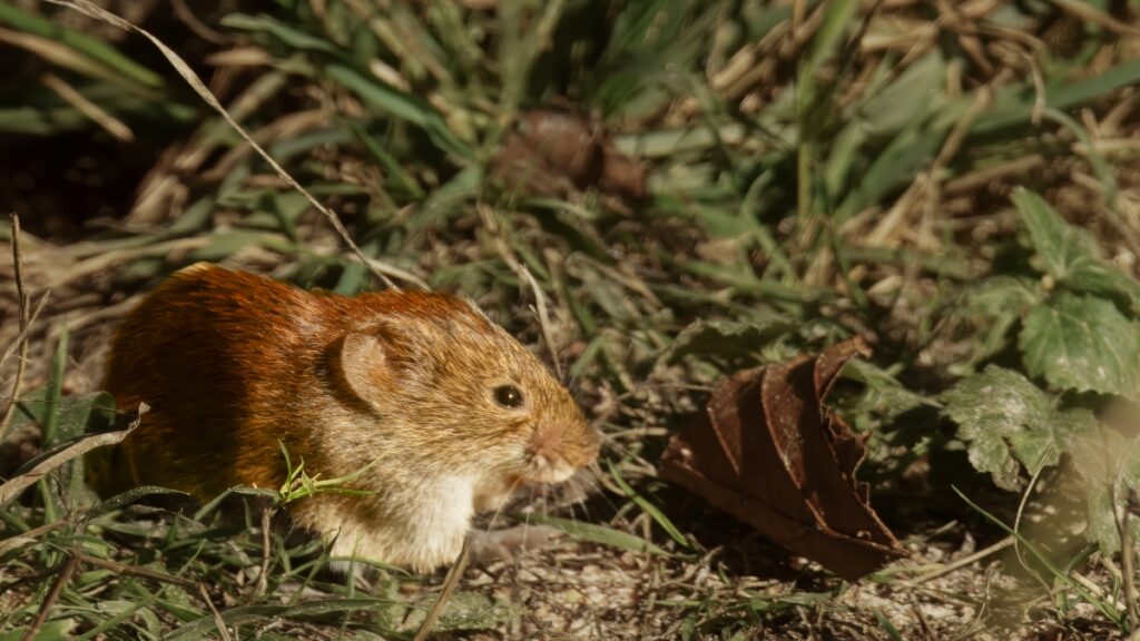 Bank Vole, by Steve Black