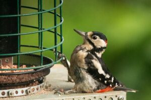 Great Spotted Woodpecker, by Steve Black