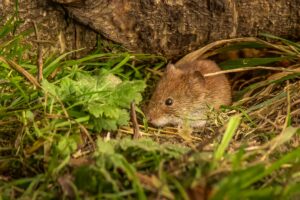 Bank Vole, by Steve Black
