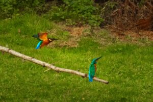 Kingfishers, by Steve Black