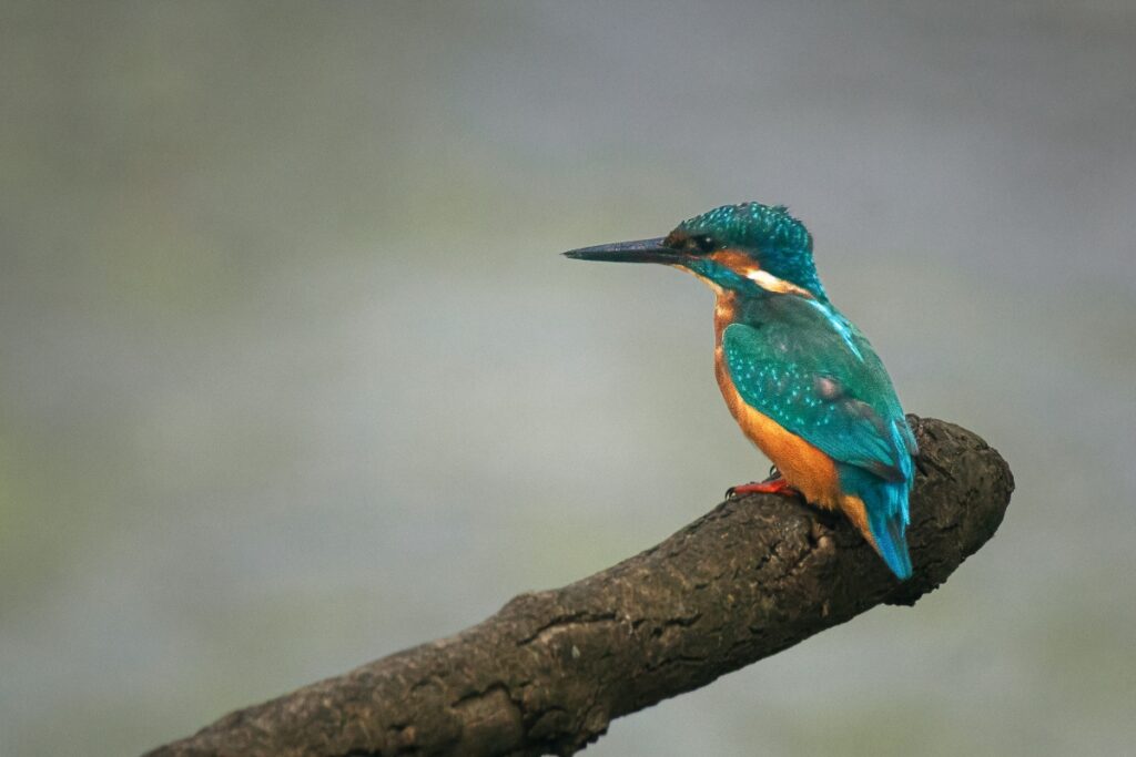 Kingfisher, by Steve Black