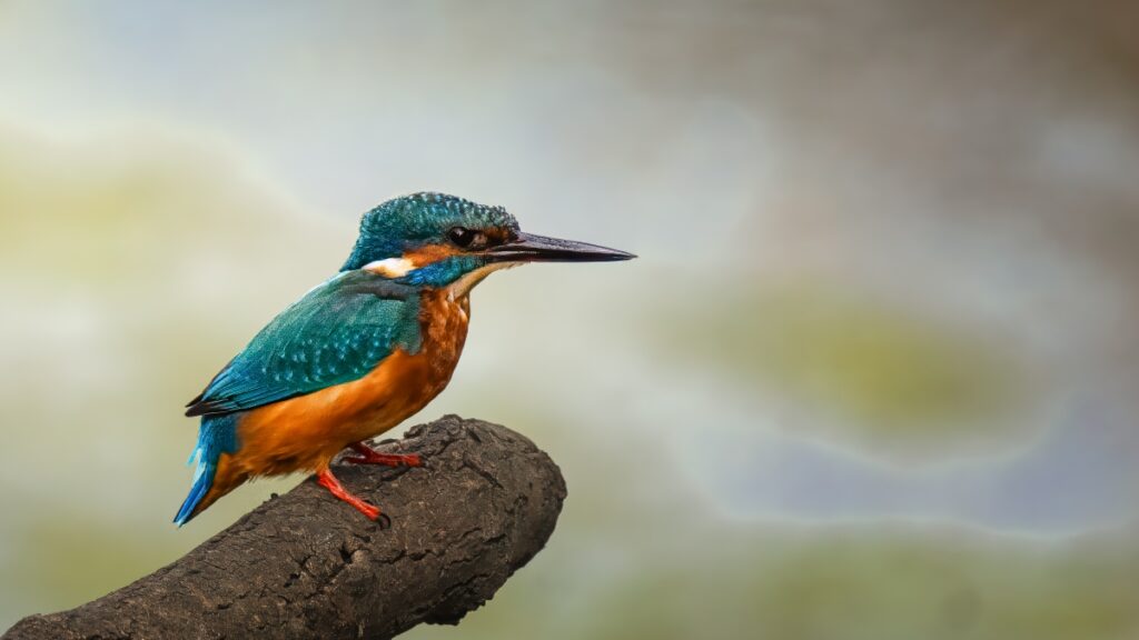 Kingfisher, by Steve Black