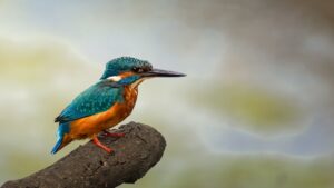 Kingfisher, by Steve Black