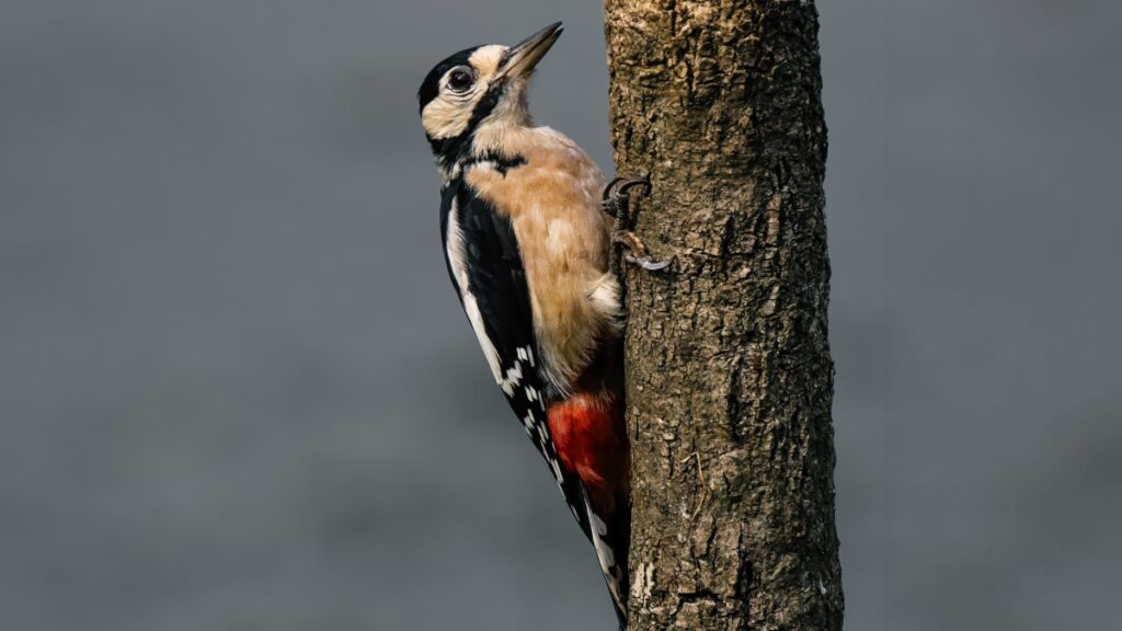 Great Spotted Woodpecker, by Steve Black