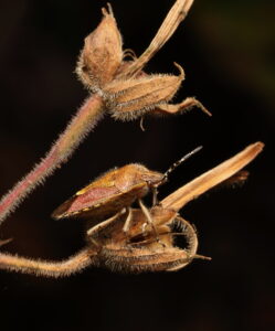 Hairy Shieldbug, by Trevor Baker