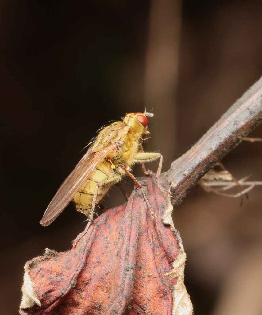 Yellow Dung Fly, by Trevor Baker