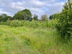 Mown path on Pennycroft