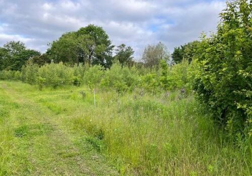 Mown path on Pennycroft