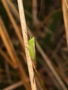 Long-winged Cone-head, by Trevor Baker