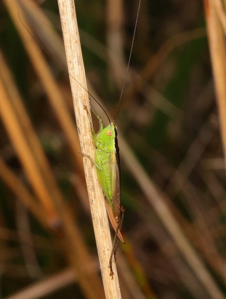 Long-winged Cone-head, by Trevor Baker
