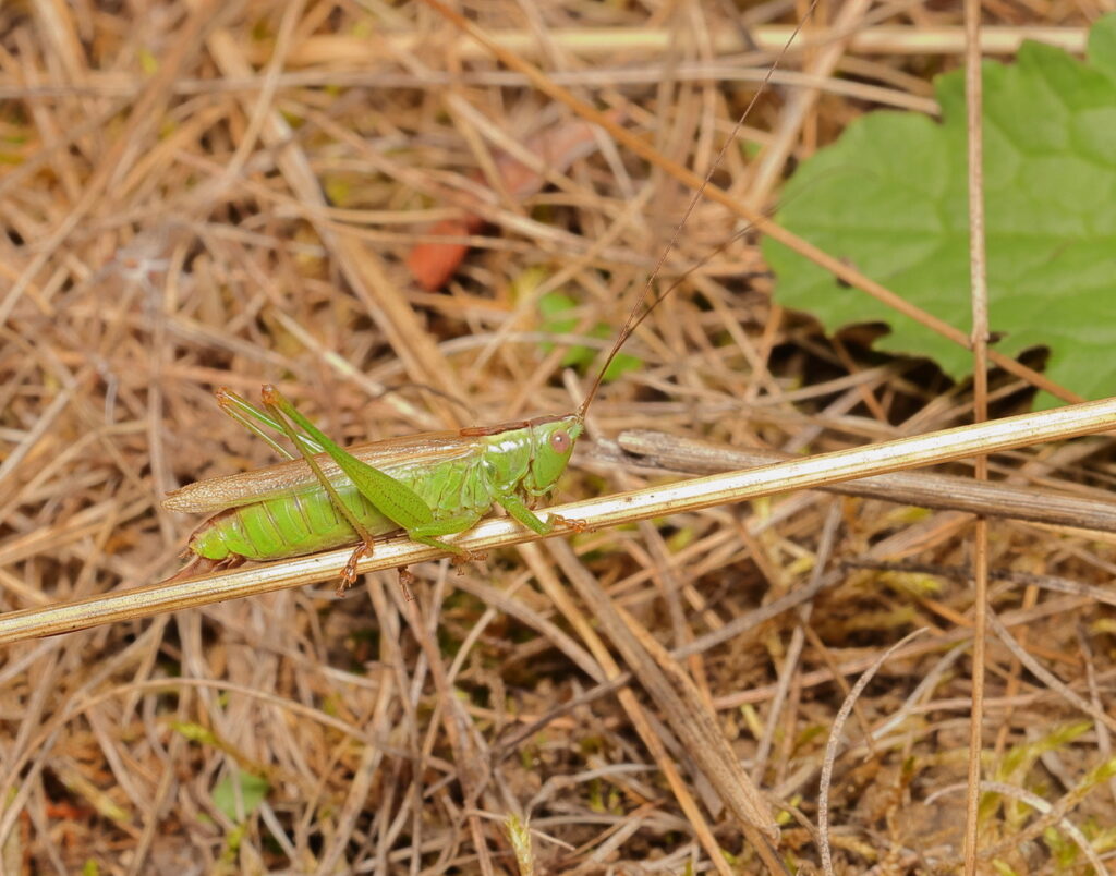 Long-winged Cone-head, by Trevor Baker