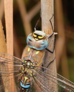 Migrant Hawker, by Trevor Baker