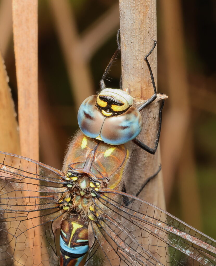 Migrant Hawker, by Trevor Baker