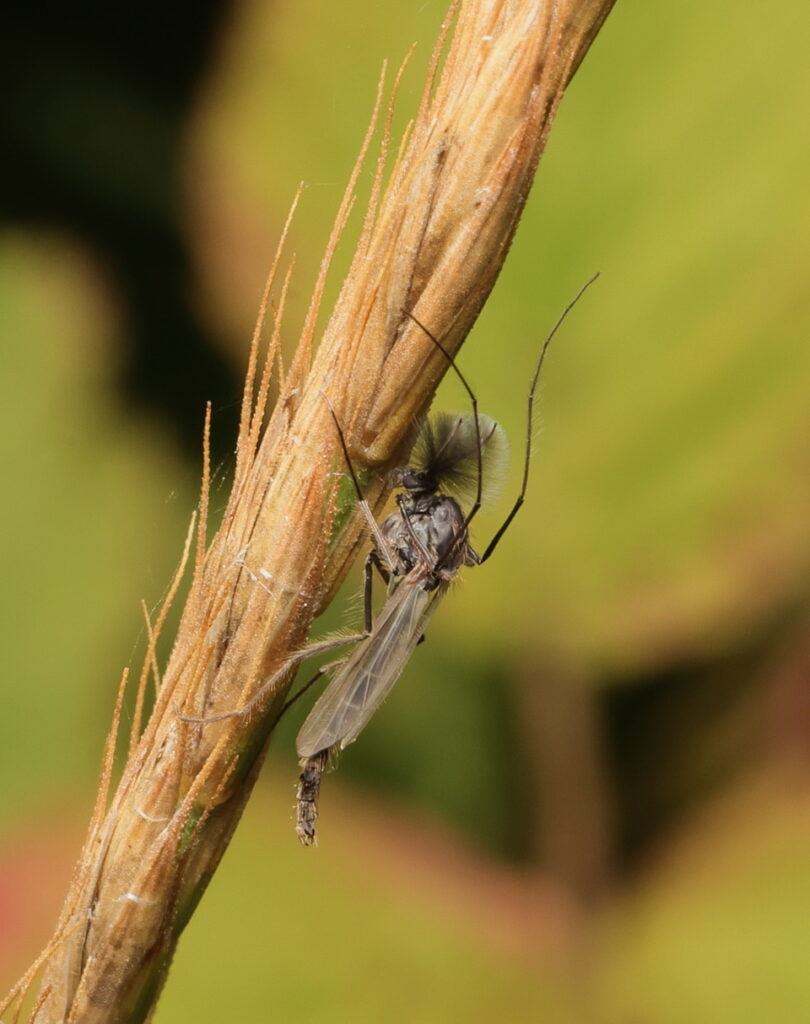 Non-biting Midge, by Trevor Baker