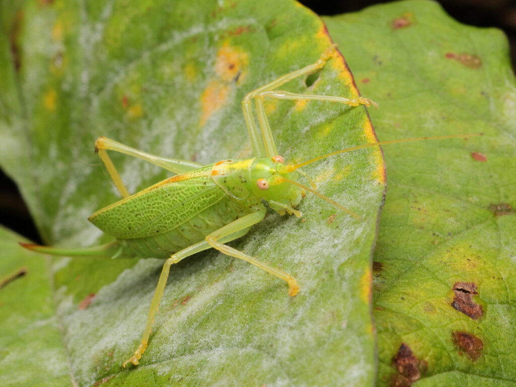 Oak Bush-cricket, by Trevor Baker