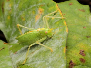 Oak Bush-cricket, by Trevor Baker
