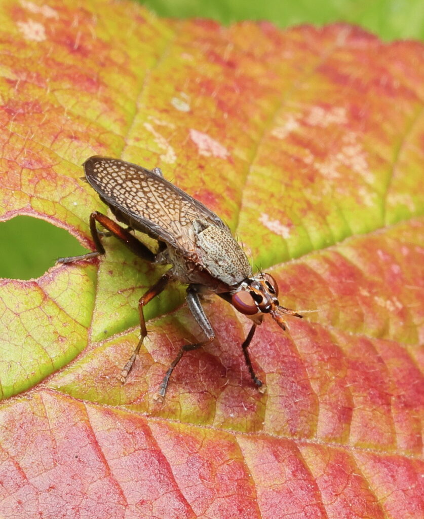 Sieve-winged Snailkiller, by Trevor Baker