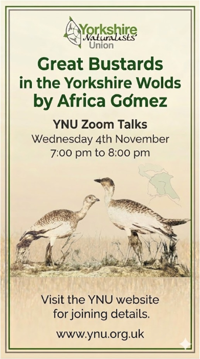 YNU Poster